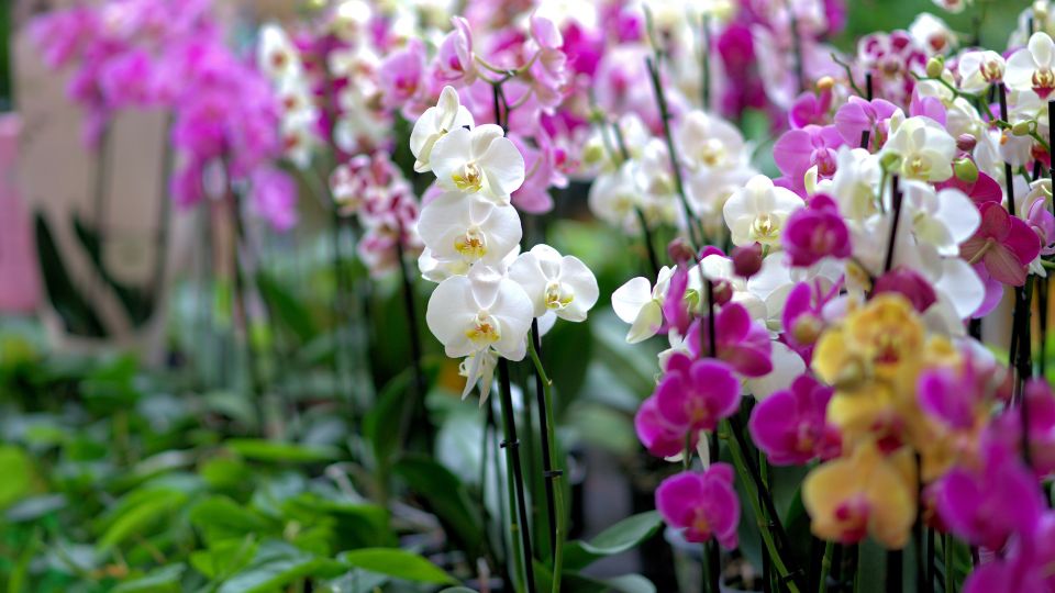 soñar con orquídeas